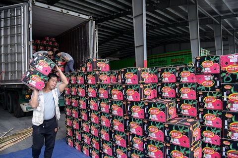 Gạo, cà phê, rau quả xuất khẩu của Việt Nam 'đắt hàng'- Ảnh 1. Thanh long được đóng gói trước khi xuất khẩu - Ảnh: NAM TRẦN