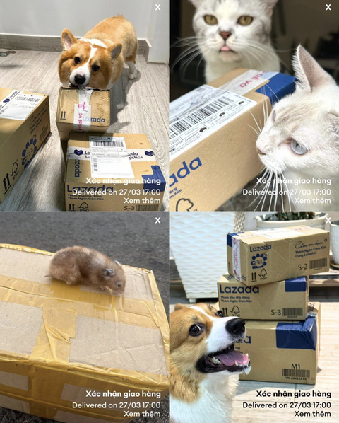 Ảnh vui 29-3: Trái xoài mà còn 'mọc sừng' được, huống chi là...- Ảnh 5. Hành động thôi anh em ơi!