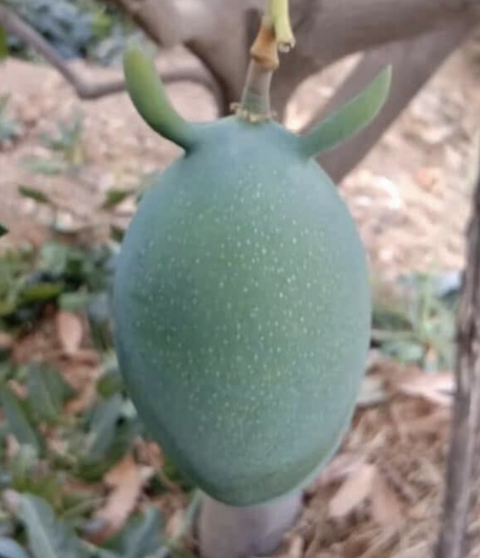 Ảnh vui 29-3: Trái xoài mà còn 'mọc sừng' được, huống chi là...- Ảnh 1. Em điệu xíu thôi mà!