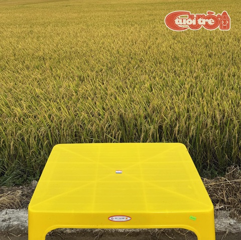 Cánh đồng lúa đang 'hot' nhất ở Việt Nam- Ảnh 1. Cánh đồng lúa đang mùa thu hoạch, sắc vàng ruộm tạo ra khung cảnh ấn tượng. (Ảnh: VŨ NGUYỄN)