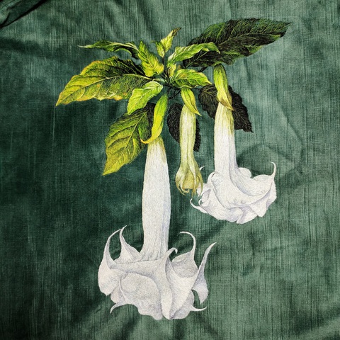 Hoa Brugmansia Arborea - Ảnh: NVCC Hoa Brugmansia Arborea - Ảnh: NVCC