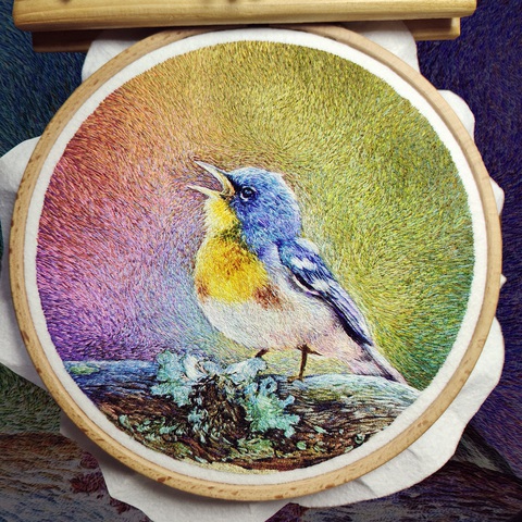 Chú chim Northern Parula - Ảnh: NVCC Chú chim Northern Parula - Ảnh: NVCC