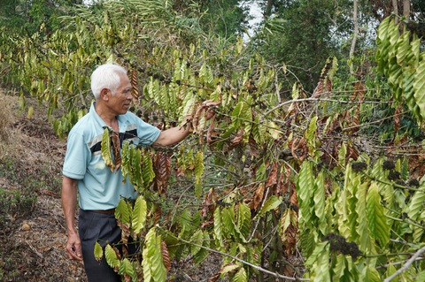 HanDakMil1: Rẫy cà phê của ông Nguyễn Khắc Chinh, ở thôn Đức Thọ, xã Đắk Lao, đang chết cháy vì thiếu nước - Ảnh: ĐỨC LẬP Rẫy cà phê của ông Nguyễn Khắc Chinh ở thôn Đức Thọ, xã Đắk Lao, đang chết cháy vì thiếu nước - Ảnh: ĐỨC LẬP