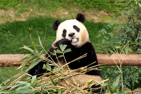 Gấu trúc Fu Bao tại Công viên Everland ngày 3-3-2024 - Ảnh: REUTERS Gấu trúc Fu Bao tại công viên Everland ngày 3-3 - Ảnh: REUTERS