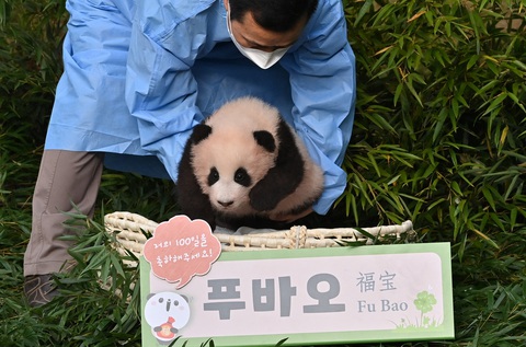 Gấu trúc Fu Bao ra mắt công chúng vào tháng 11-2020 sau 107 ngày chào đời - Ảnh: AFP Gấu trúc Fu Bao ra mắt công chúng hồi tháng 11-2020 sau 107 ngày chào đời - Ảnh: AFP