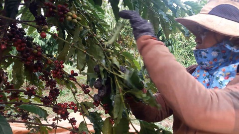 Tin tức sáng 4-3: Thí điểm mở khu thương mại tự do ở Đà Nẵng; Giá cà phê lập đỉnh mới- Ảnh 1. Thu hoạch cà phê tại Bình Phước - Ảnh: N.TRÍ
