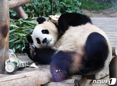 Gấu trúc Fu Bao không chỉ nhận được sự yêu thích ở Hàn Quốc mà còn được yêu mến bởi công chúng quốc tế - Ảnh: news1.kr Gấu trúc Fu Bao có một cộng đồng fan không kém bất cứ thần tượng giải trí nào ở Hàn Quốc - Ảnh: news1.kr