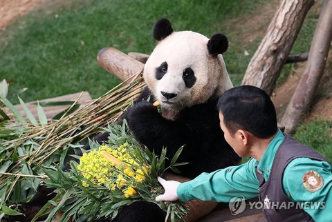 Người chăm sóc đưa đồ ăn cho gấu trúc Fu Bao tại Everland ngày 3-3 - Ảnh: YONHAP Người chăm sóc đưa đồ ăn cho gấu trúc Fu Bao tại Everland ngày 3-3 - Ảnh: YONHAP