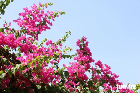 Ngắm hoa giấy bung nở rực rỡ giữa nắng nóng ở Thủ Đức- Ảnh 4. Hoa giấy tím hồng khoe sắc rực rỡ dưới ánh nắng tháng 3, tháng 4 - Ảnh: NGỌC QUÝ