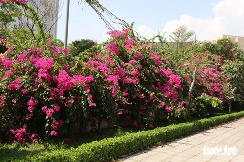 Ngắm hoa giấy bung nở rực rỡ giữa nắng nóng ở Thủ Đức- Ảnh 5. Hàng hoa giấy bên đường gắn với kỷ niệm nhiều thế hệ sinh viên - Ảnh: NGỌC QUÝ