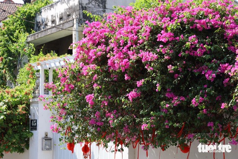 Ngắm hoa giấy bung nở rực rỡ giữa nắng nóng ở Thủ Đức- Ảnh 6. Rực rỡ mùa hoa giấy giữa nắng vàng trên cung đường số 5 - Ảnh: KHẮC HIẾU