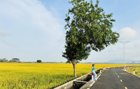 Cây cô đơn ở An Nhứt, Bà Rịa Vũng Tàu - Ảnh: NGUYỆT PHẠM Cây cô đơn ở An Nhứt - Ảnh: NGUYỆT PHẠM