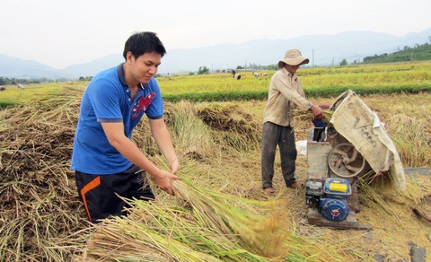 Gặt lúa quê em - Ảnh: Nguyễn Phong Châu Gặt lúa quê em - Ảnh: NGUYỄN PHONG CHÂU