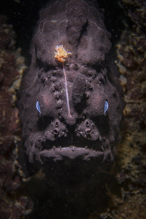 Giải Vàng hạng mục Chân dung động vật thuộc về bức ảnh chụp cá anglerfish (Tác giả: Nicolas Remy) - Ảnh: WNPA Giải Vàng hạng mục Chân dung động vật thuộc về bức ảnh chụp cá anglerfish ở Úc (tác giả: Nicolas Remy) - Ảnh: WNPA