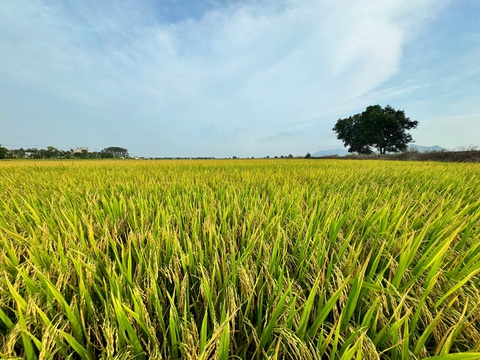 Vì sao cánh đồng An Nhứt mùa lúa chín vàng bỗng nhiên gây sốt- Ảnh 8. Vì sao cánh đồng An Nhứt mùa lúa chín vàng bỗng nhiên gây sốt- Ảnh 8.