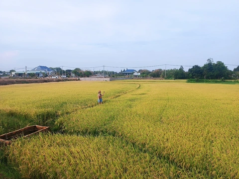Cánh đồng lúa An Nhứt ở Bà Rịa Vũng Tàu - Ảnh: NGUYỆT PHẠM Cánh đồng lúa An Nhứt ở Bà Rịa - Vũng Tàu - Ảnh: NGUYỆT PHẠM