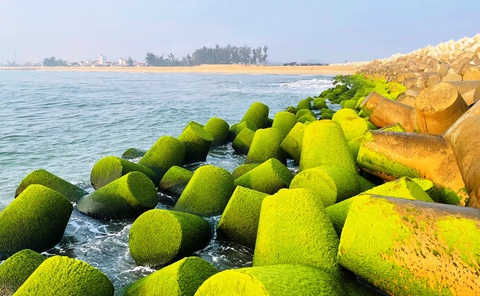 Những bãi rêu xanh đang biến vùng đất cuối TP Quảng Ngãi thành điểm đến