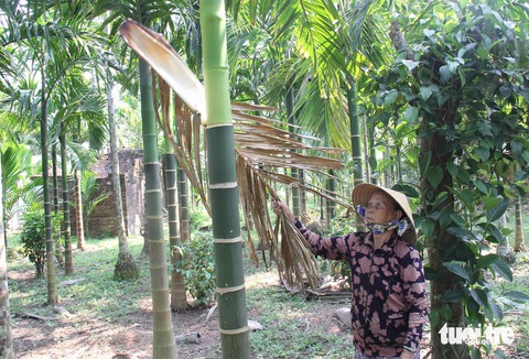 Gần 5 năm qua bà Nguyễn Thị Vang (78 tuổi, xã Hành Đức, huyện Nghĩa Hành) hái mo cau để có thu thêm thu nhập Gần 5 năm qua bà Nguyễn Thị Vang (78 tuổi, xã Hành Đức, huyện Nghĩa Hành) hái mo cau để có thu thêm thu nhập