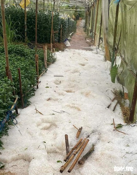 Đà Lạt mưa trắng trời, nhiều nơi mưa đá- Ảnh 1. Mưa đá làm thủng nhà kính và tụ lại bên trong vườn của nông dân tại P.3 (Đà Lạt) - Ảnh: L.A.