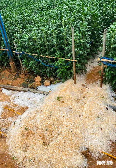 Đà Lạt mưa trắng trời, nhiều nơi mưa đá- Ảnh 3. Mưa đá tại phường 3 (Đà Lạt) - Ảnh: L.A