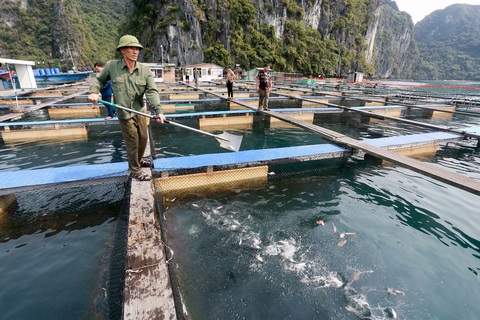 Bộ trưởng Lê Minh Hoan và chủ tịch Quảng Ninh 'đối thoại', gỡ khó cho người nuôi biển- Ảnh 2. Sau nhiều năm chờ đợi, nhiều người nuôi biển ở Quảng Ninh được giao mặt nước biển để nuôi thủy hải sản - Ảnh: C.TUỆ