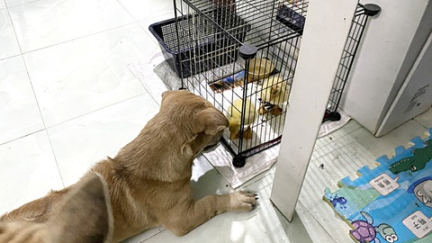 Nuôi thú cưng ở một chung cư trên đường Nguyễn Hữu Thọ, huyện Nhà Bè, TP.HCM - Ảnh: TỰ TRUNG Nuôi thú cưng ở một chung cư trên đường Nguyễn Hữu Thọ, huyện Nhà Bè, TP.HCM - Ảnh: TỰ TRUNG