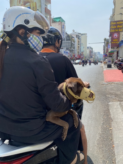 Nuôi chó, mèo ở chung cư: Bạn đọc gợi ý nhiều giải pháp thiết thực- Ảnh 1. Chó được chủ rọ mõm khi ra đường (ảnh chụp trên đường Hai Bà Trưng, quận 1, TP.HCM) - Ảnh: TỐ OANH