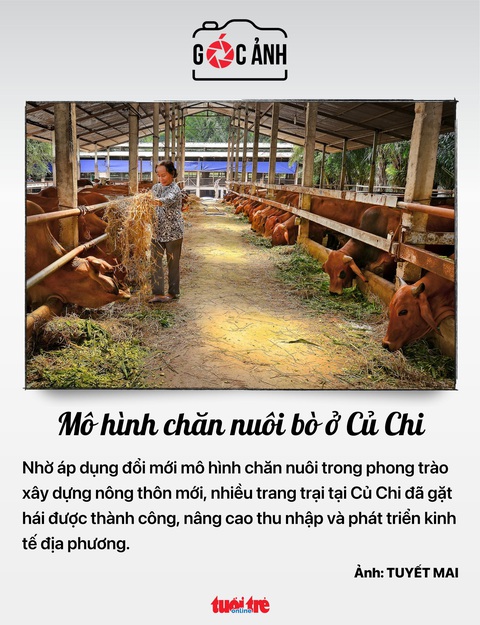 Mô hình chăn nuôi bò ở Củ Chi - Ảnh: TUYẾT MAI Mô hình chăn nuôi bò ở Củ Chi - Ảnh: TUYẾT MAI