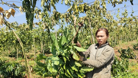 Kẻ gian chặt phá hàng trăm gốc cà phê, chanh dây của dân- Ảnh 1. Bà Truyền bủn rủn chân tay bên vườn chanh dây sắp thu hoạch khô héo vì kẻ gian phá hoại - Ảnh: L.K