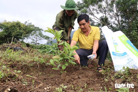 Anh Thu cùng Arất Bước trồng cây ăn quả trên đồi - Ảnh: LÊ TRUNG Anh Thu cùng Arất Bước trồng cây ăn quả trên đồi - Ảnh: LÊ TRUNG