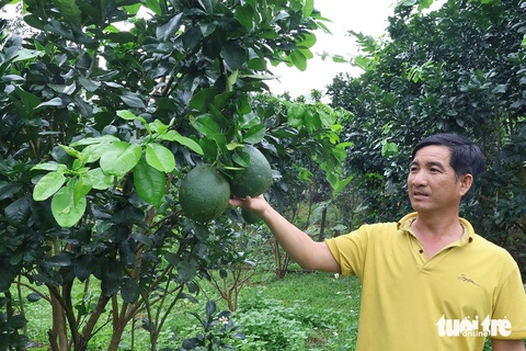 Đổi đời ở làng lập nghiệp, phủ núi đồi xanh ngắt màu cây trái- Ảnh 3. Anh Nguyễn Ngọc Thu, cán bộ Tổng đội Thanh niên xung phong Quảng Nam suốt 8 năm qua ở một mình trên làng, hỗ trợ kỹ thuật trồng trọt, chăn nuôi cho những hộ thanh niên trẻ phát triển kinh tế - Ảnh: LÊ TRUNG