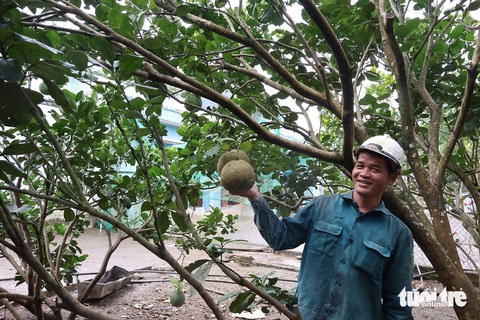 Hiên Chưu, một hộ trẻ ở làng thanh niên lập nghiệp với đầy nhiệt huyết, cần mẫn - Ảnh: LÊ TRUNG Hiên Chưu, một hộ trẻ ở làng thanh niên lập nghiệp đầy nhiệt huyết, cần mẫn - Ảnh: LÊ TRUNG