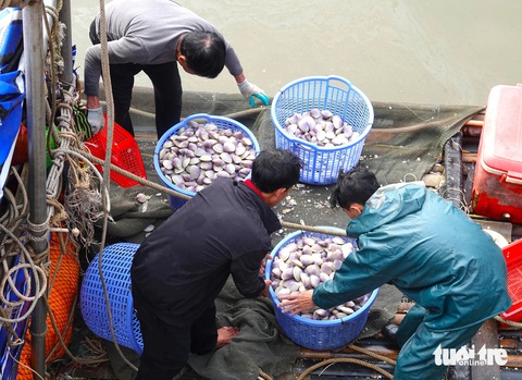 Trúng đậm ngao tím, ngư dân thu tiền triệu sau mỗi đêm ra khơi- Ảnh 1. Sáng 4-3, có mặt tại cảng cá Cửa Sót (xã Thạch Kim, huyện Lộc Hà, Hà Tĩnh), ghi nhận nhiều ngư dân đưa tàu thuyền cập cảng vận chuyển ngao tím đánh bắt được đưa lên bờ để bán - Ảnh: LÊ MINH