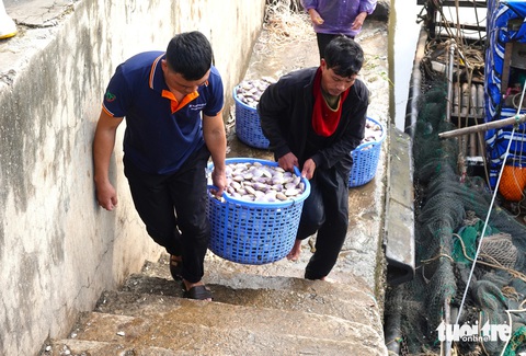 Trúng đậm ngao tím, ngư dân thu tiền triệu sau mỗi đêm ra khơi- Ảnh 2. Ông Hoàng Văn Bình (ngụ thôn Long Hải, xã Thạch Kim) cho biết sau kỳ nghỉ Tết dài ngày, đây là chuyến đầu tiên ông cùng với bạn thuyền ra khơi đánh bắt hải sản. Thời điểm này dọc bờ biển xuất hiện ngao tím rất nhiều nên từ chiều 3-3 ông cùng với 3 ngư dân khác dùng thuyền nhỏ đi dọc bờ biển để đánh bắt