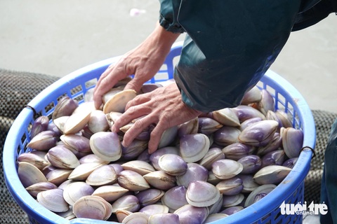 Trúng đậm ngao tím, ngư dân thu tiền triệu sau mỗi đêm ra khơi- Ảnh 3. Sau một đêm ra khơi, thuyền của ông đánh bắt được gần 1 tấn ngao tím loại vừa. Với giá ngao dao động từ 10.000 - 14.000 đồng/kg, sau một đêm ra khơi thuyền của ông thu về hơn 10 triệu đồng, sau khi trừ chi phí dầu thì mỗi người thu về gần 2 triệu đồng