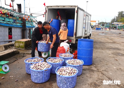 Trúng đậm ngao tím, ngư dân thu tiền triệu sau mỗi đêm ra khơi- Ảnh 5. Ngao sau khi được đánh bắt vận chuyển lên bờ và có thương lái chờ sẵn thu mua để chuyển ra các tỉnh phía Bắc tiêu thụ. Vì vậy, các ngư dân không mất nhiều thời gian để tìm thị trường bán ngao và có thời gian dài nghỉ ngơi để chuẩn bị cho chuyến đi biển tiếp theo