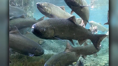 800.000 con cá hồi chết vì bệnh bí ẩn trên sông ở California, Mỹ- Ảnh 3. Cá hồi Chinook - Ảnh: CBS NEWS