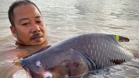 A fisherman is seen next to a Giant Barb in Tonle Sap River, Cambodia, Nov 15, 2023. (Photo: USAID Wonders of the Mekong/Zeb Hogan via Reuters Ngư dân Campuchia bên con cá hô bắt được trên một nhánh sông Mekong - Ảnh: Reuters