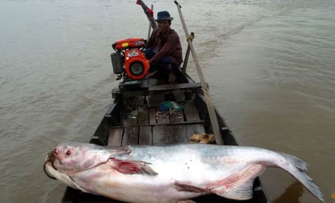 A Mekong giant catfish is seen on a boat in the Tonle Sap River, Cambodia. (File photo: USAID Wonders of the Mekong/Zeb Hogan via Reuters Một con cá da trơn sông Mekong khổng lồ bị người dân bắt được - Ảnh: Reuters