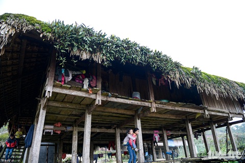Nhiều mái nhà không chỉ mọc rêu mà còn là nơi sống của cả cây dương sỉ. Dù mái ngói, mái tôn ngày càng được chuộng hơn, nhưng ở Xà Phìn nhà sàn mái rêu vẫn được bà con gìn giữ - Ảnh: NAM TRẦN Nhiều mái nhà không chỉ mọc rêu mà còn là nơi sống của cả cây dương xỉ. Dù mái ngói, mái tôn ngày càng được chuộng hơn, nhưng ở Xà Phìn, nhà sàn mái rêu vẫn được bà con gìn giữ