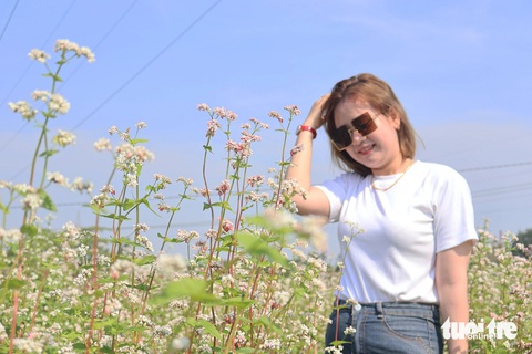Mê mẩn vườn hoa tam giác mạch giữa xứ Quảng- Ảnh 1. Vườn hoa tam giác mạch ở TP Tam Kỳ