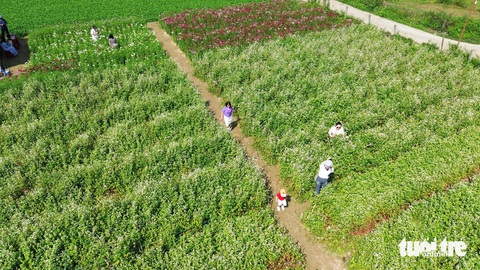 Mê mẩn vườn hoa tam giác mạch giữa xứ Quảng- Ảnh 8. Vườn hoa tam giác mạch kết hợp hoa sao nhái