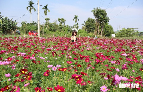 Mê mẩn vườn hoa tam giác mạch giữa xứ Quảng- Ảnh 10. Ngoài tam giác mạch, vườn còn trồng thêm hoa sao nhái phục vụ khách check-in