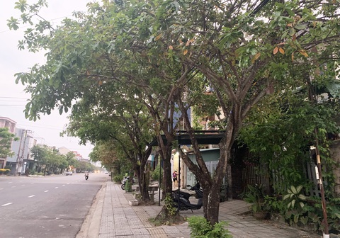 Bộ Công an yêu cầu cung cấp thông tin thi công dự án trồng, chăm sóc cây xanh các tỉnh, thành- Ảnh 1. Bộ Công an yêu cầu Quảng Nam cung cấp thông tin thi công các dự án trồng, chăm sóc cây xanh. Trong ảnh là cây xanh trên đường phố Quảng Nam - Ảnh: LÊ TRUNG
