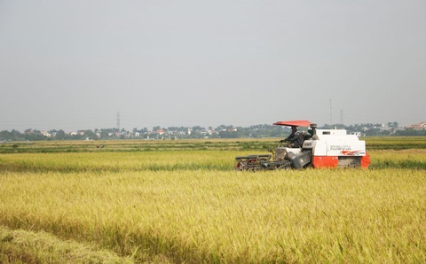 Quy hoạch tỉnh Thái Bình: Nông nghiệp vẫn là ‘xương sống’ kinh tế- Ảnh 1. Tỉnh Thái Bình xác định sản xuất nông nghiệp vẫn là trụ đỡ chính trong phát triển kinh tế địa phương - Ảnh: T.THẮNG