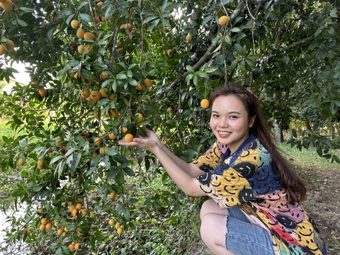 Thanh trà mất mùa do ảnh hưởng nắng nóng, giá tăng cao- Ảnh 1. Thanh trà mất mùa do thời tiết nắng nóng, giá tăng cao - Ảnh: CHÍ HẠNH