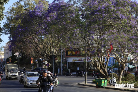 Mai anh đào vừa phai, phượng đã nhuộm tím Đà Lạt- Ảnh 2. Nhiều con đường ở nội ô Đà Lạt có phượng tím cổ thụ với tán rộng
