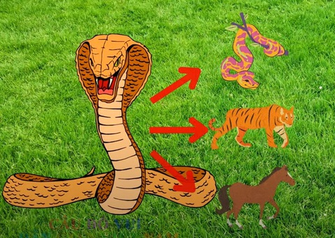 Câu đố hack não: Con gì có tới 3 đầu, 3 đuôi và 8 chân?- Ảnh 2.