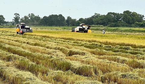 Người dân thu hoạch lúa đông xuân tại huyện Phước Long, Bạc Liêu - Ảnh: CHÍ QUỐC Người dân thu hoạch lúa đông xuân tại huyện Phước Long, Bạc Liêu - Ảnh: CHÍ QUỐC