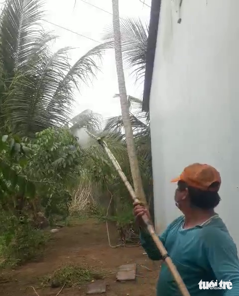 Sâu đầu đen gây hại hơn 34ha dừa ở Trà Vinh- Ảnh 2. Người dân phun thuốc dập dịch những vườn dừa bị sâu đầu đen tấn công - Ảnh: HOÀI THƯƠNG
